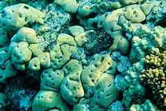 生活珊瑚红色的海特写镜头水下世界