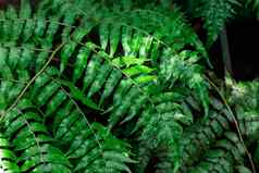 热带日益增长的绿色叶子自然纹理模式