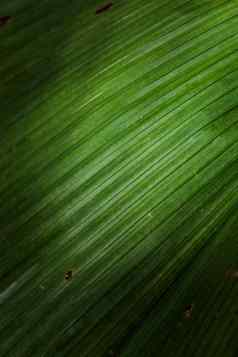 热带日益增长的绿色叶子自然纹理模式