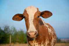 关闭美丽的棕色（的）白色发现了荷兰牛荷斯坦黑白花奶牛