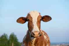 关闭美丽的棕色（的）白色发现了荷兰牛荷斯坦黑白花奶牛