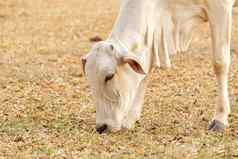 牛吃草农场牧场农村巴西