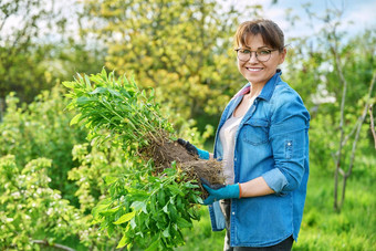 美丽的中间岁的女人<strong>扎根</strong>夹竹桃圆锥花植物相机