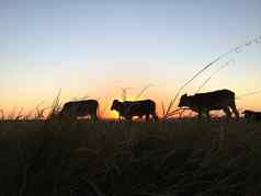 轮廓牛牛放牧吃草日落