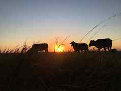 轮廓牛牛放牧吃草日落