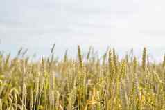 农田场生耳朵小麦阳光明媚的夏天一天