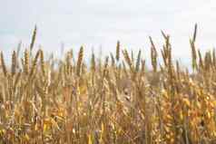 农田场黄色的成熟的耳朵小麦阳光明媚的夏天一天