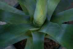 蓝色的龙舌兰植物由于角色基地成分龙舌兰酒受欢迎的蒸馏饮料龙舌兰蓝色的绿色植物在户外