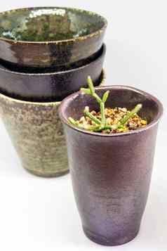 陶瓷杯子改编种植小能植物
