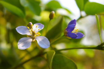 小紫色的花属愈创树木材<strong>简历</strong>木