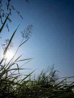 芦苇卡卡草花明亮的阳光毛茸茸的云蓝色的天空