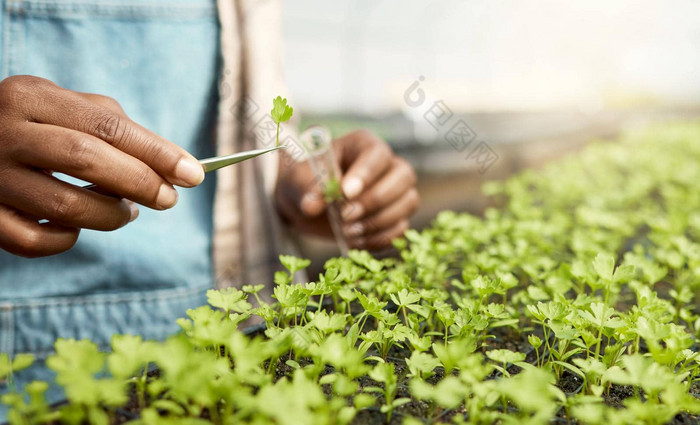 植物学家收集植物样品科学家收集植物样品测试管农民把样品植物床上瓶特写镜头植物学家温室采取样本