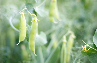 模糊图像年轻的(2008年)植物豆荚糖豌豆日益增长的夏天花园绿色叶子树枝豆荚有机园艺绿色(2008年)植物花园自然自然背景