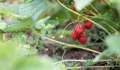 布什成熟的红色的草莓夏天花园自然培养浆果农场成熟的有机草莓布什花园特写镜头培养作物自然草莓