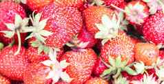 草莓背景食物水果背景新鲜的有机浆果宏夏天新鲜选红色的浆果群美味的红色的草莓复制空间平躺前视图