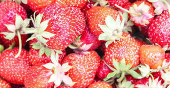 草莓背景食物水果背景新鲜的有机浆果宏夏天新鲜选红色的浆果群美味的红色的草莓复制空间平躺前视图