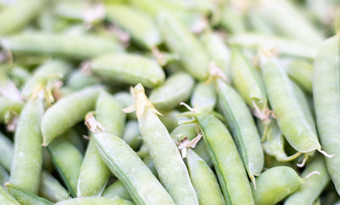 很多绿色豌豆未剥皮的年轻的绿色豌豆特写镜头绿色背景健康的生态食物素食者菜收获蔬菜美丽的特写镜头新鲜的豌豆(2008年)豆荚