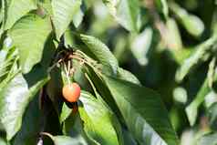 成熟的红色的甜蜜的樱桃浆果挂树分支收获早期夏天树美味的多汁的黑暗红色的鸟樱桃水果挂树分支