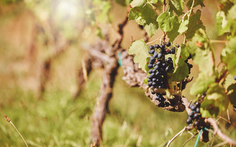 特写镜头视图群新鲜的成熟的黑色的葡萄挂小道消息酒农场一天宏视图日益增长的水果树葡萄园农场酒生产房地产