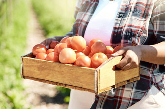 特写镜头农民携带成熟的西红柿手农民持有箱收获西红柿农民持有盒子有机蔬菜农民携带收获生产