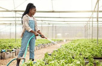 非洲美国农民浇水植物快乐农民浇水日益增长的作物年轻的农民培养花园微笑农民浇水植物软管可持续发展的农场工人
