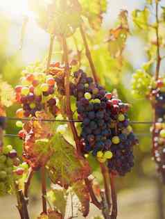 特写镜头新鲜的群红色的绿色葡萄挂植物葡萄园日益增长的水果生产酒农场远程农村区域夏天一天农业种植