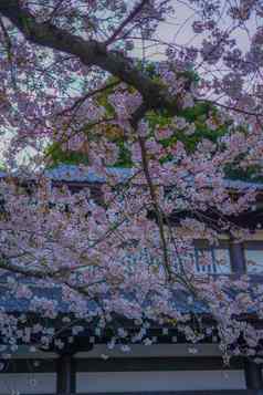 景观樱桃花朵完整的布鲁姆镰仓长谷干寺