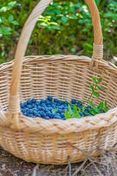 浆果季节成熟的蓝莓篮子过程发现收集蓝莓森林成熟期