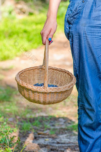 浆果季节收集蓝莓森林女人走森林篮子蓝莓过程发现收集蓝莓