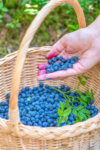 浆果季节成熟的<strong>蓝莓</strong>篮子过程发现收集<strong>蓝莓</strong>森林成熟期手倒收获<strong>蓝莓</strong>篮子