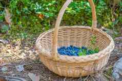 浆果季节成熟的蓝莓篮子过程发现收集蓝莓森林成熟期