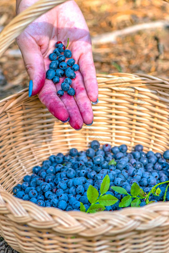 浆果季节成熟的<strong>蓝莓</strong>篮子过程发现收集<strong>蓝莓</strong>森林成熟期手倒收获<strong>蓝莓</strong>篮子