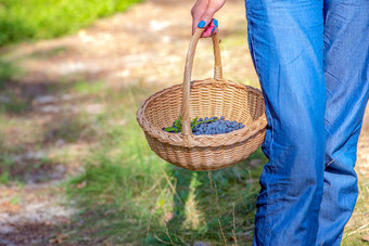 浆果季节收集蓝莓森林女人走森林篮子蓝莓过程发现收集蓝莓