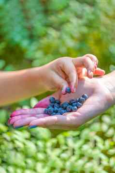 孩子需要蓝莓手森林特写镜头手成人孩子蓝莓背景蓝莓灌木森林