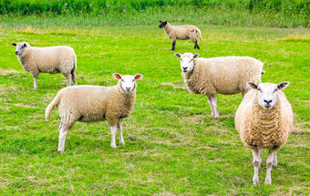 羊吃草绿色草地高沼地较低的萨克森德国