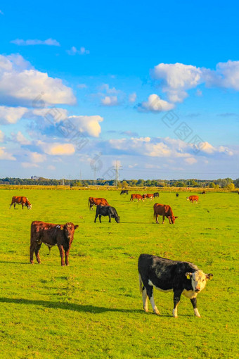 北德国农业场牛自然景观全景德国