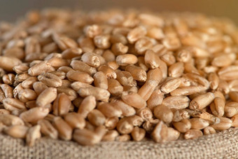 世界食物危机谷物小麦特写镜头粮食收获可怜的收获小麦价格期货衍生品合同