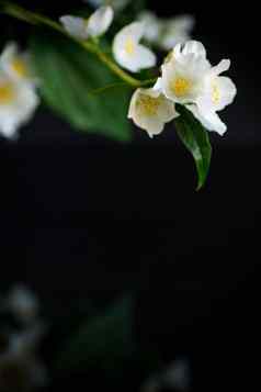 分支盛开的香白色茉莉花花