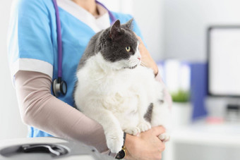 兽医持有猫女采取护理宠物专业兽医医生