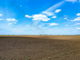 耕种场豆芽幼苗蓝色的天空农业植物成长农村