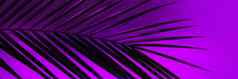 薄叶罗贝利尼棕榈树霓虹灯粉红色的紫色的蓝色的颜色现代背景网络横幅