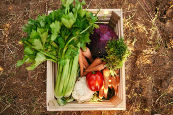 平铺新鲜收获蔬菜木盒子篮子蔬菜生产农场