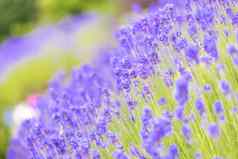 薰衣草灌木特写镜头紫色的薰衣草场美丽的盛开的英语薰衣草