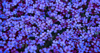 光淡紫色花莫斯夹竹桃黑暗蓝色的花