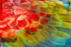 鹦鹉金刚鹦鹉翼热带鸟羽毛模式潘塔纳尔巴西