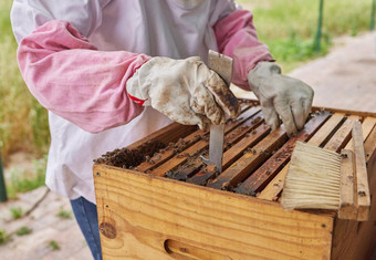 蜜蜂帧构建面包巢商店蜂蜜拍摄养蜂人开放蜂巢框架农场