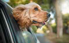 爱骑车裁剪拍摄可爱的溺爱猎犬小狗坚持头车窗口