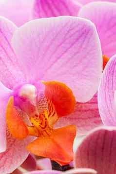 美丽的紫色的蝴蝶 兰兰花花白色背景