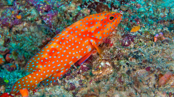 珊瑚石斑鱼北阿里环礁马尔代夫