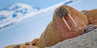 休息海象北极挪威